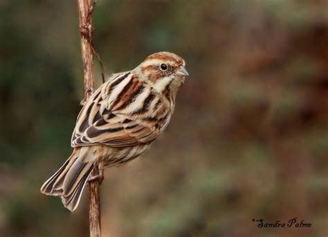 Reed Bunting   bird photos by Sandra Palme