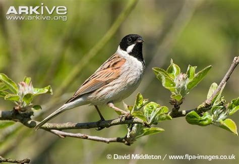 Reed bunting videos, photos and facts   Emberiza ...