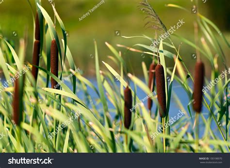 Reed Plants Near River Stock Photo 130198970   Shutterstock
