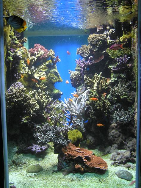 Reef aquarium   Wikipedia