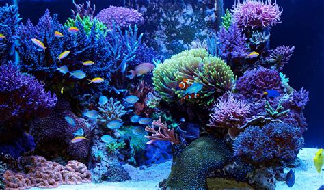 Reef Tank / Coral Aquarium   The Aquarium Setup ...