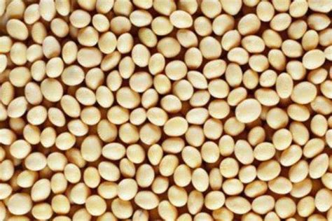 refined soy oil: Refined soy oil futures hit eight month low