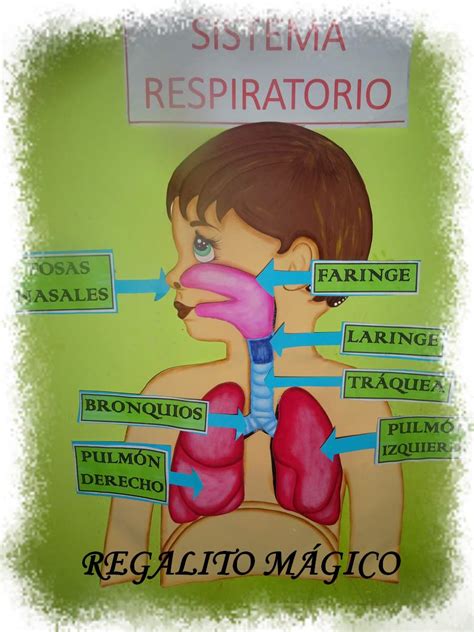 Regalito Mágico: Sistema Respiratorio