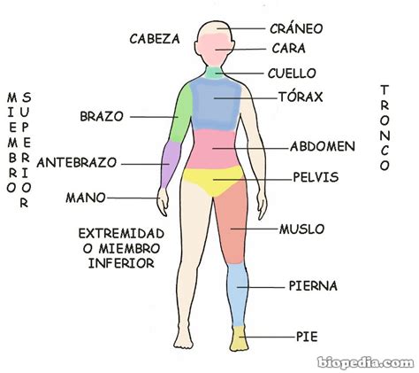 Regiones corporales del cuerpo humano | BIOPEDIA