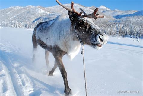 Reindeer, Oymyakon Russia | Adorable Animals | Pinterest ...