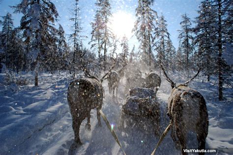 Reindeer Sleigh Trip in Oymyakon, Siberia. Winter ...