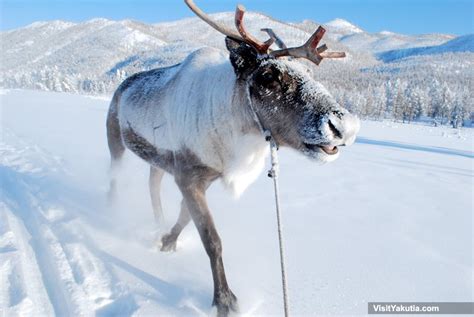 Reindeer Sleigh Trip in Oymyakon, Siberia. Winter ...
