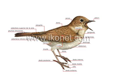 reino animal > aves > ave > morfología de un pájaro imagen ...