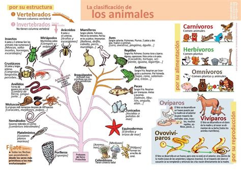 Reino Animal o Animalia: Características y Clasificación ...