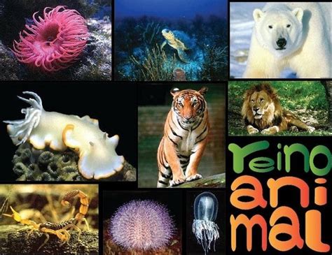 Reino Animal o Animalia: Características y Clasificación ...