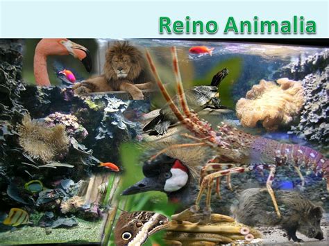 Reino Animalia.   ppt video online descargar