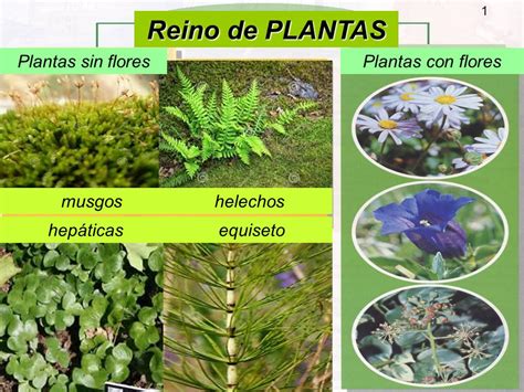 Reino de PLANTAS Plantas sin flores Plantas con flores ...