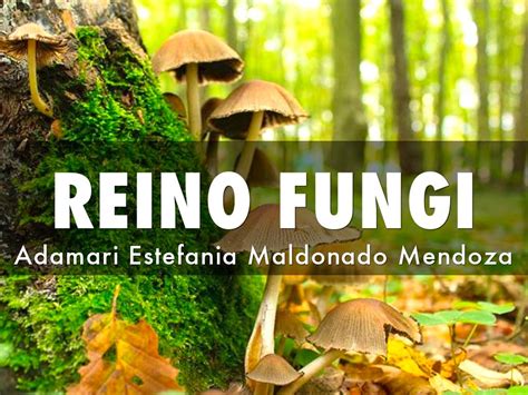 REINO FUNGI by Adamari Estefania Maldonado Mendoza
