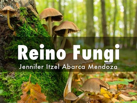 Reino Fungi by jabarca