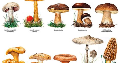 REINO FUNGI: Caracteristicas generales del Reino Fungi.