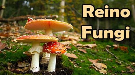 Reino Fungi   Características Gerais dos Fungos   Planeta ...