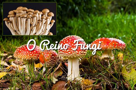 Reino Fungi   Grupo Escolar