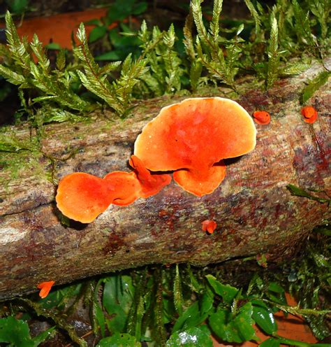 Reino Fungi Imagen & Foto | naturaleza diversa , fungi ...