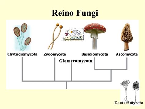 Reino fungi