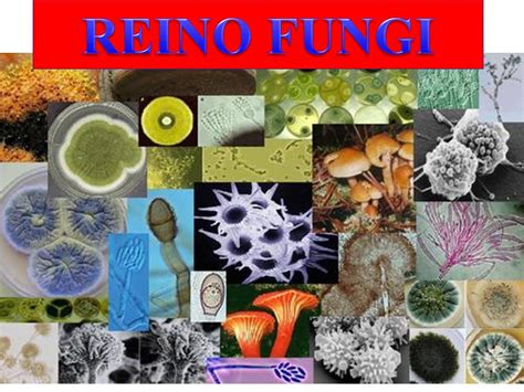 REINO FUNGI.   ppt video online descargar