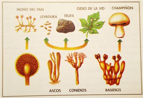 Reino Fungi ¿Qué es y qué significa? ¡Aprender Ahora!