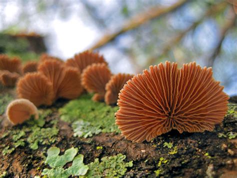 reino fungi – Relatos de la Naturaleza