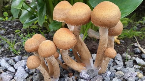 Reino Fungi   Sobre e Fungos | Cultura   Cultura Mix