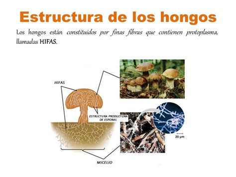 Reino hongo Eucariotas unicelulares y pluricelulares ...
