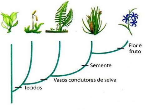 Reino Plantae resumo características classificação dos ...