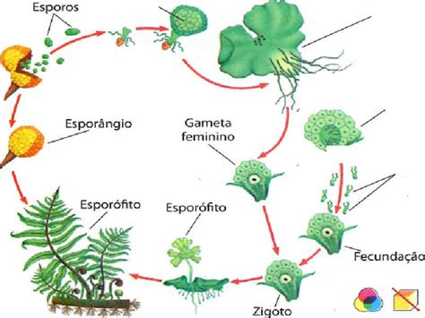 Reino Plantae resumo características classificação dos ...