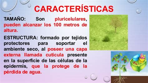 REINO VEGETAL O PLANTAE:CARACTERÍSTICAS Y CLASIFICACIÓN ...