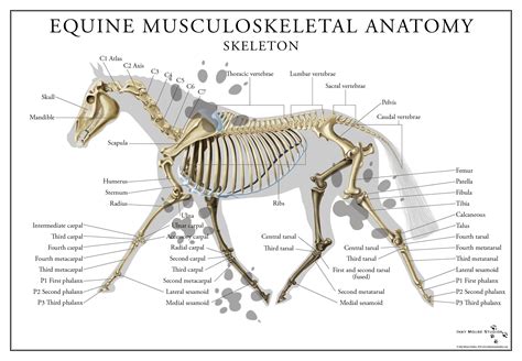 Related Keywords & Suggestions for equine anatomy