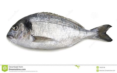 Related Keywords & Suggestions for imagenes de pescados