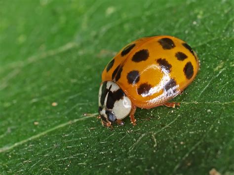 Related Keywords & Suggestions for orange ladybugs