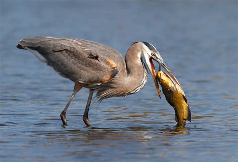Remarkable High Speed Photos of Birds Catching Fish by ...