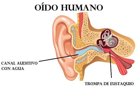 Remedios caseros para sacar el agua del oído