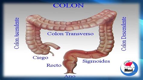 Remedios caseros y naturales para el sindrome del colon ...