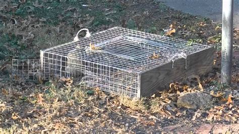 Repeating squirrel trap   YouTube