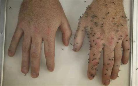 Repelente de Mosquitos con Clavo de Olor Plantas Medicinales