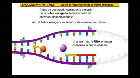 Replicacion del DNA  Español    YouTube