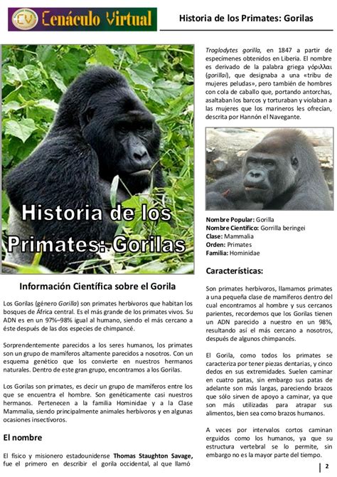 Reportaje gorilas
