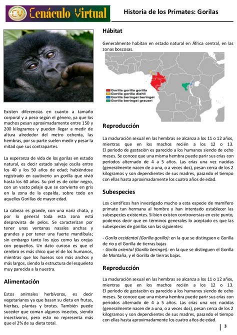 Reportaje gorilas