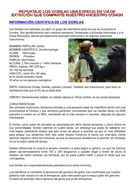 Reportaje los Gorilas una Especie en via de Extinción by ...