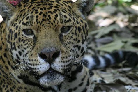 Reportaje: Territorio jaguar | EL PAÍS Semanal