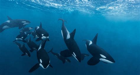 Reportajes sobre Orcas | Orcas: Bellezas Asesinas