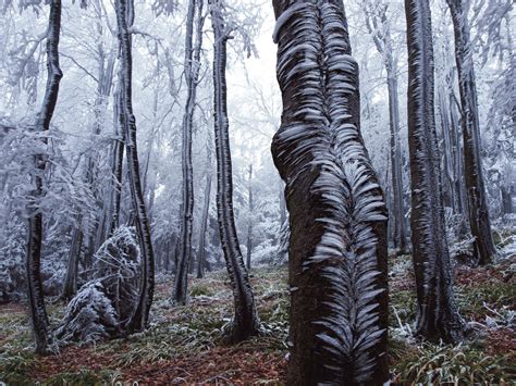 Reportajes y fotografías de Bosques en National Geographic