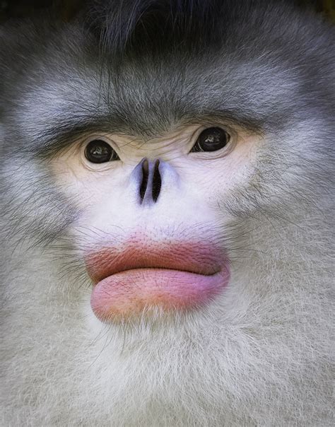 Reportajes y fotografías de Monos en National Geographic