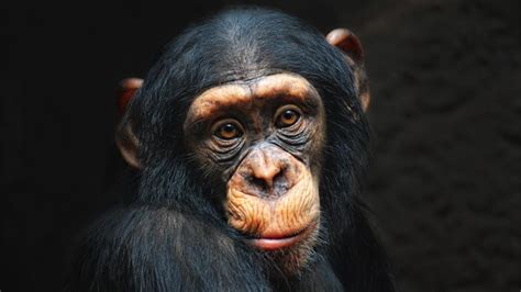 Reportajes y fotografías de Monos en National Geographic
