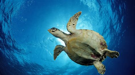 Reportajes y fotografías de Tortugas en National Geographic