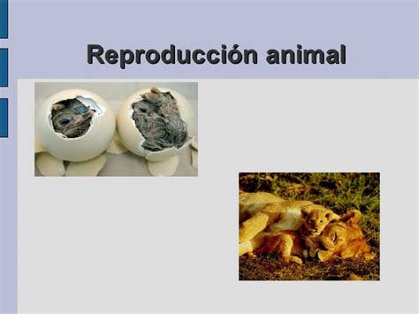 Reproducción animal